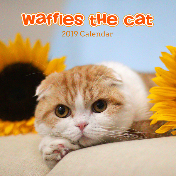 Waffles the Cat Scottish Fold Cat 2019 Calendar