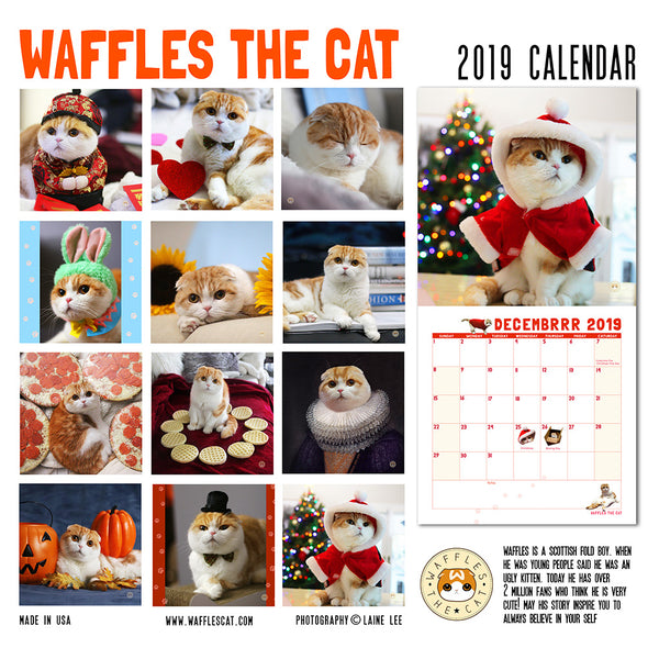 Waffles the Cat Scottish Fold Cat 2019 Calendar