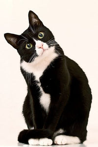 10 Facts About Tuxedo Cats